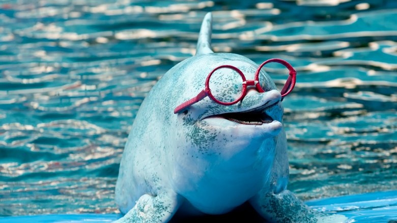 dolphin with glasses