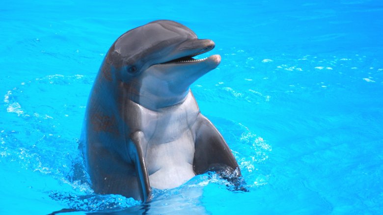 dolphin