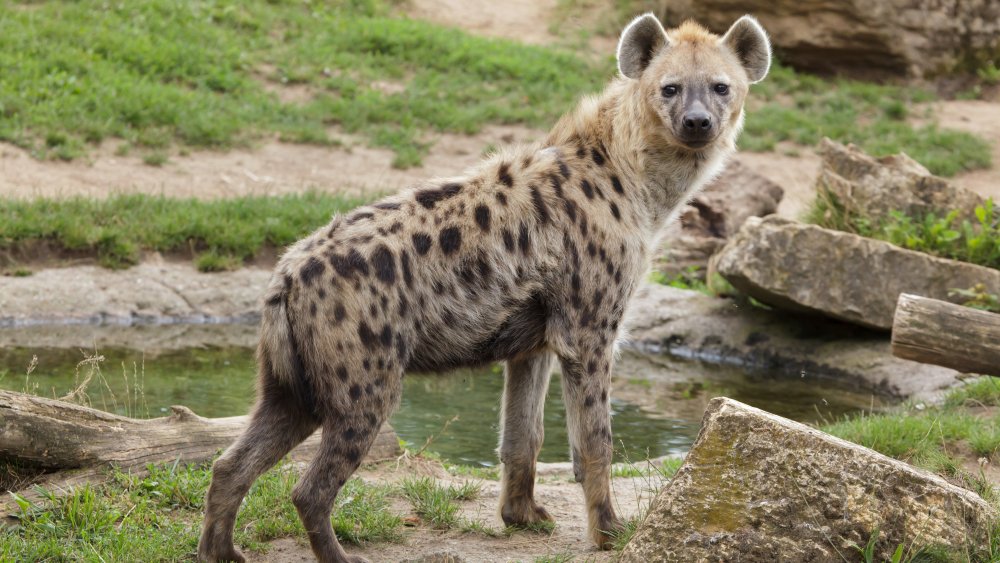 hyena