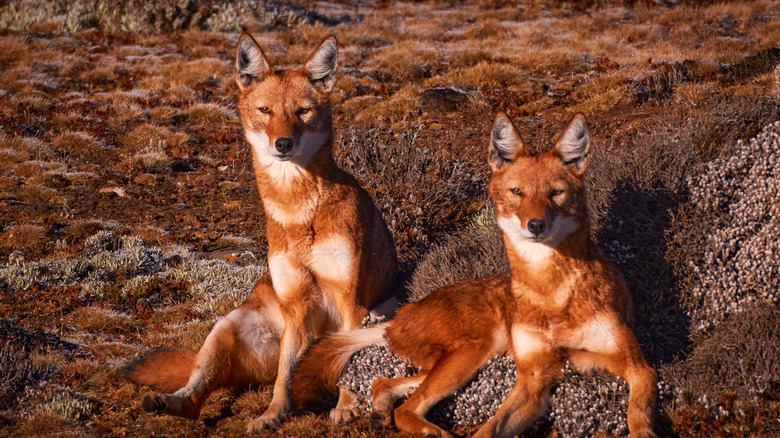 Ethiopian wolves