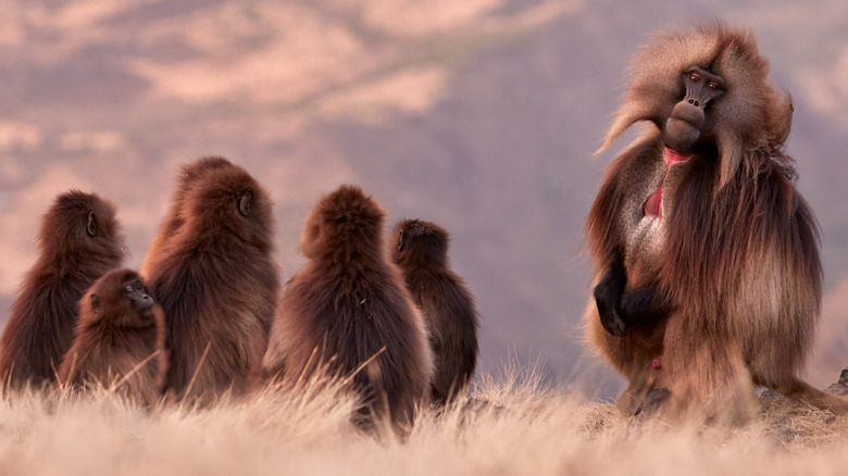 Group of gelada monkeys