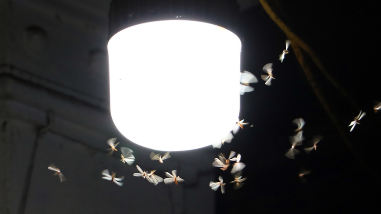 Insects around a lightbulb