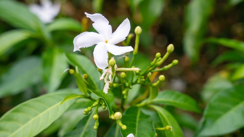 A jasmine flower