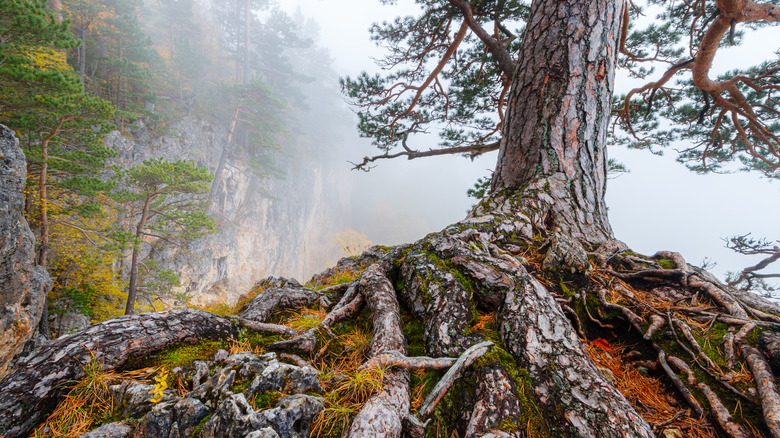 An old pine with thick, woody roots