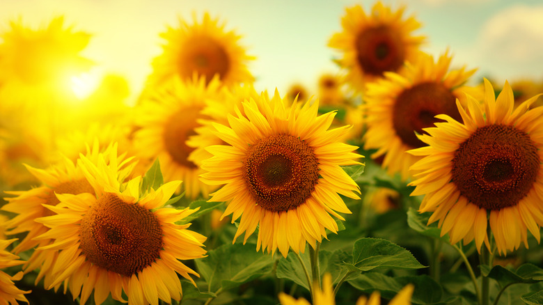 A group of sunflowers