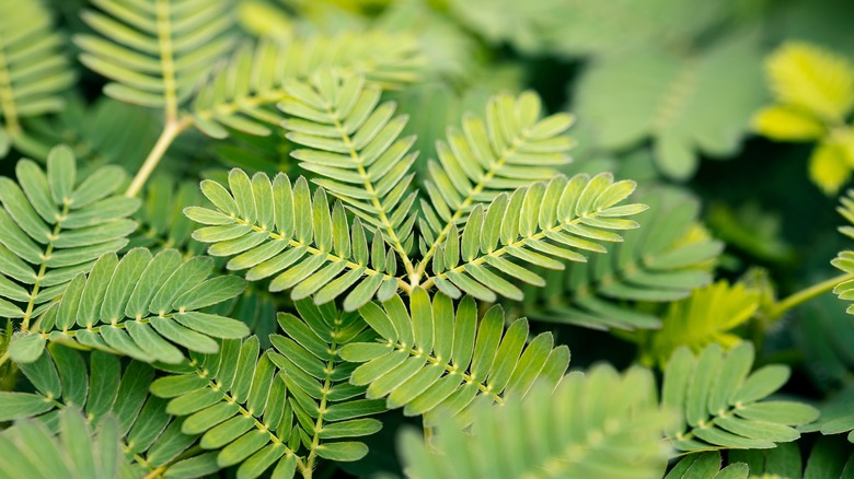 Mimosa pudica leaves