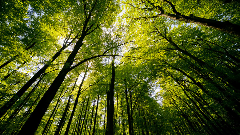 A view of treetops from the forest floor