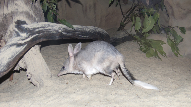 bilby scouting for food