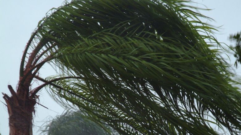 palm tree blows during Hurricane Wilma