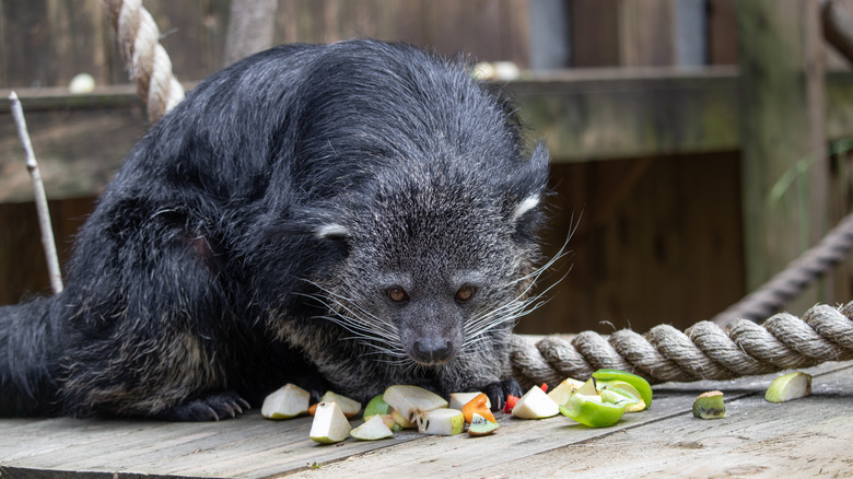 A binturong eating some fruits