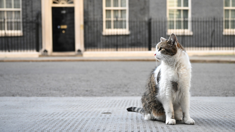 Cat sitting on a street