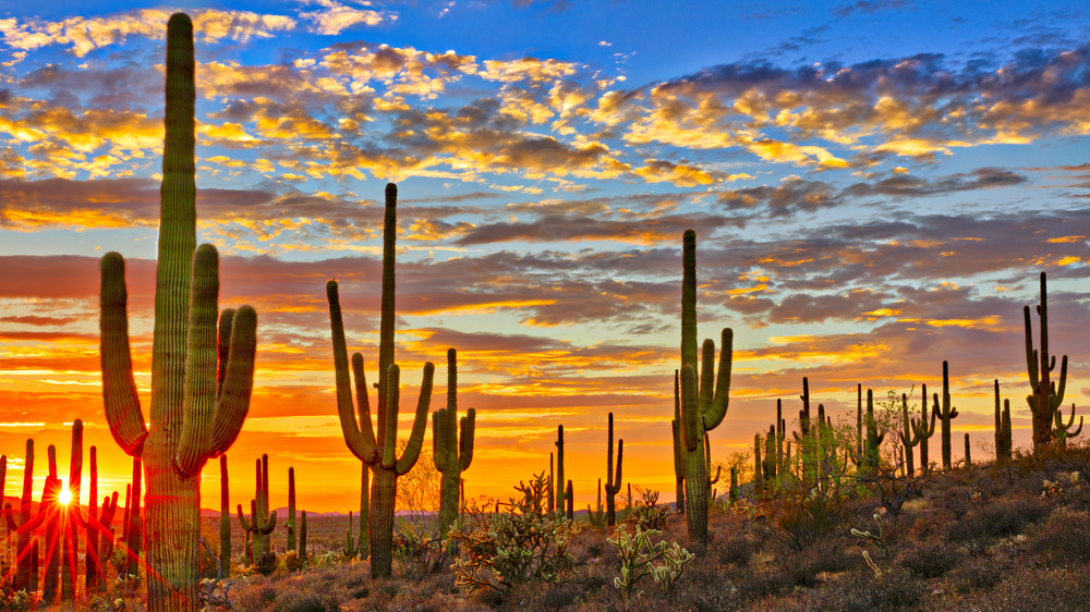 Arizona desert