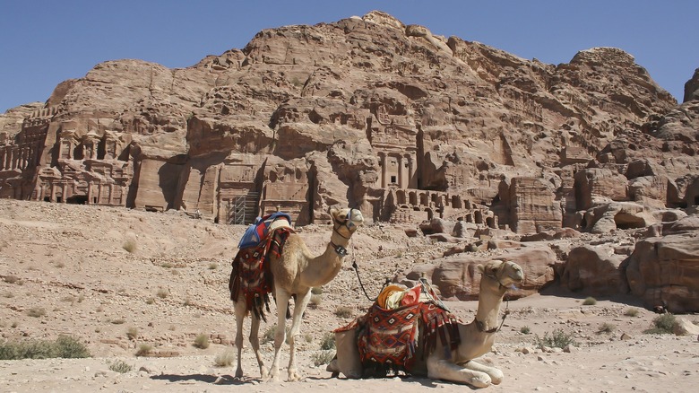 Camels in front of tombs at Petra, Jordan