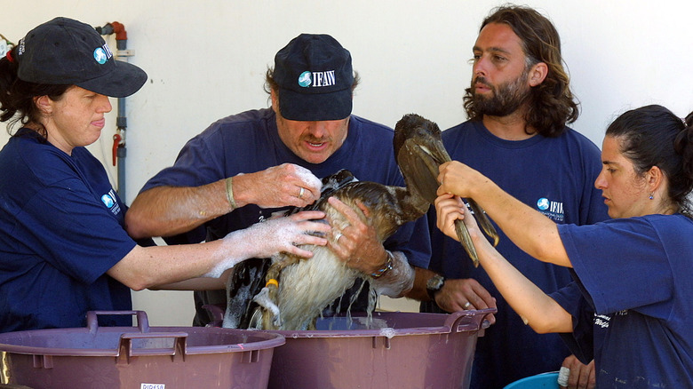 Rescue team washes oiled pelican 