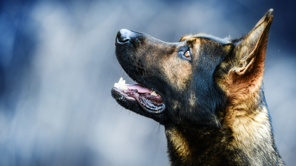 german shepherd dog waiting for a treat