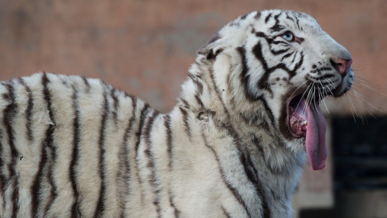 white tiger