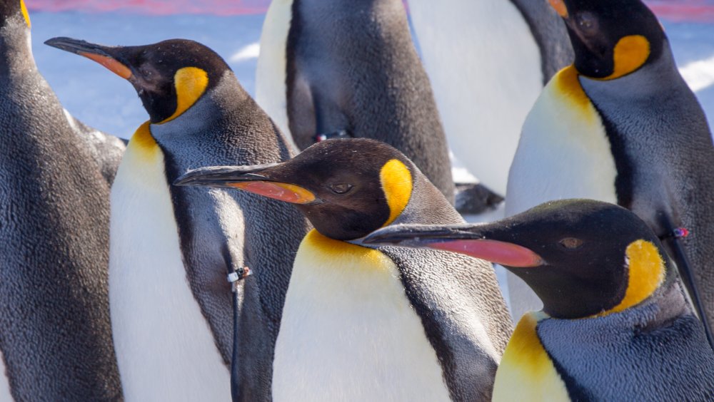 king penguins