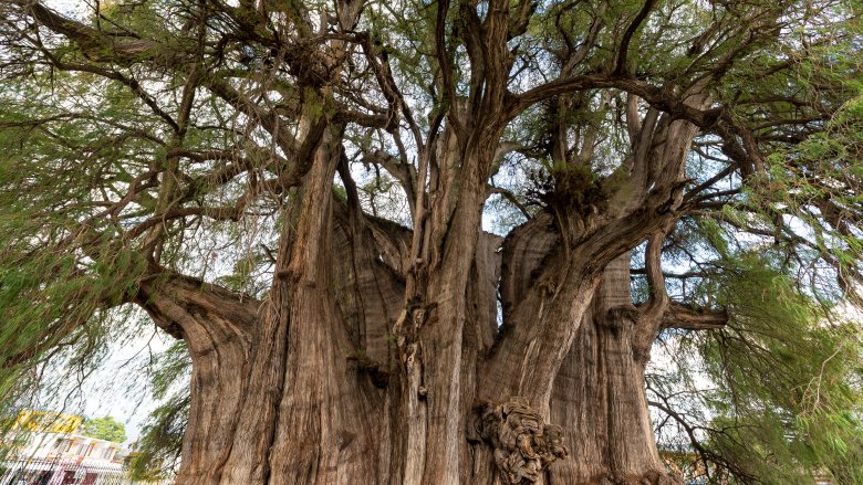 Thick Tree