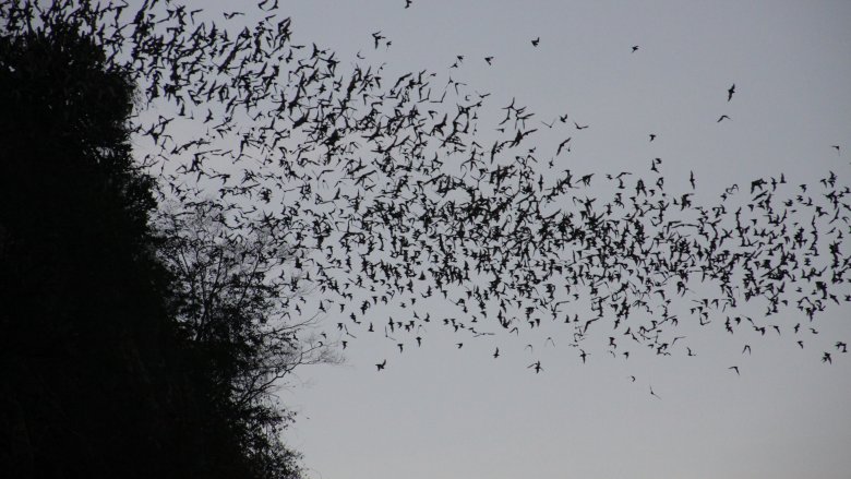 bat flock swarm