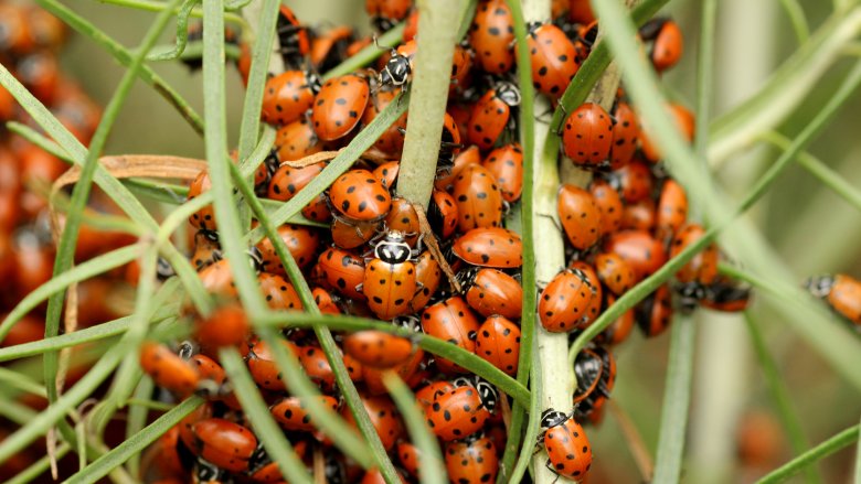 ladybugs swarm