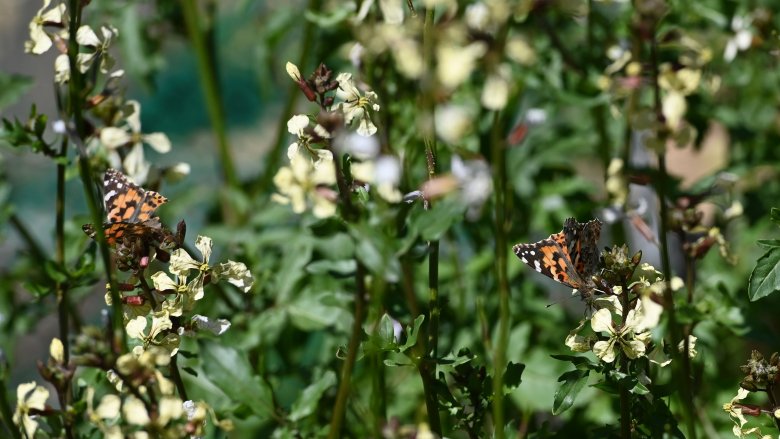 painted lady butterflies