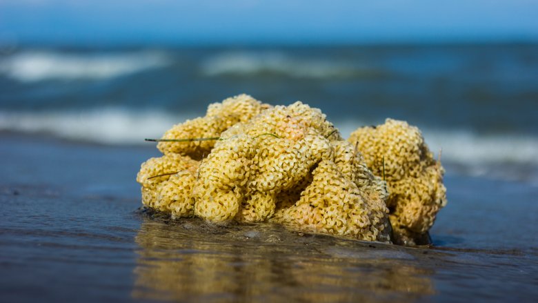 sea sponge