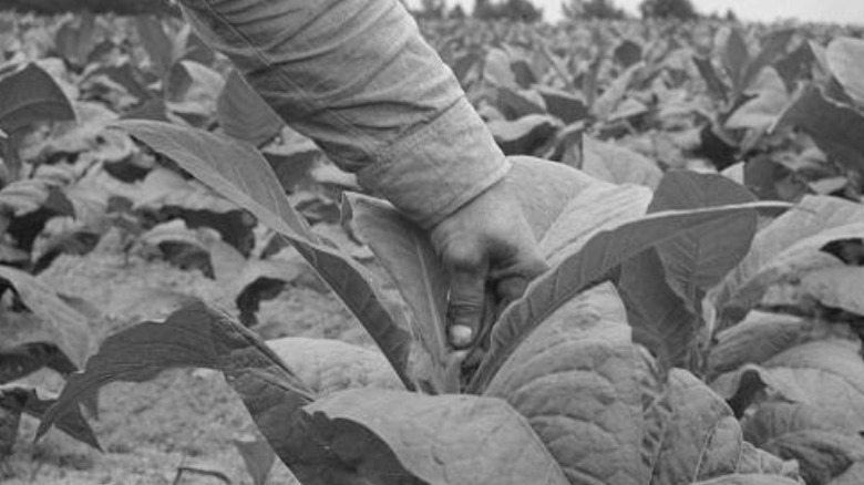 Black tenant farmer and tobacco plant