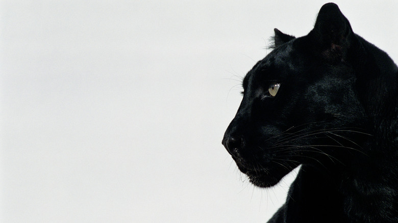 Black panther profile