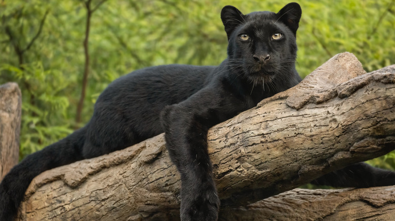 Black panther on log