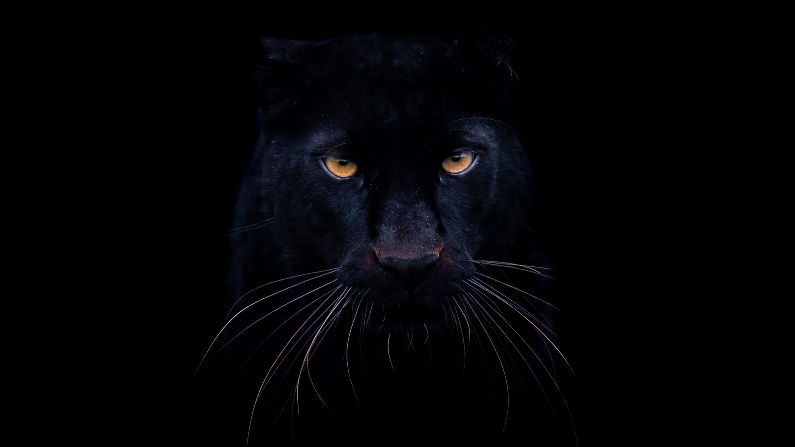 Black Panthers Aren't Actually A Species. Here's Why