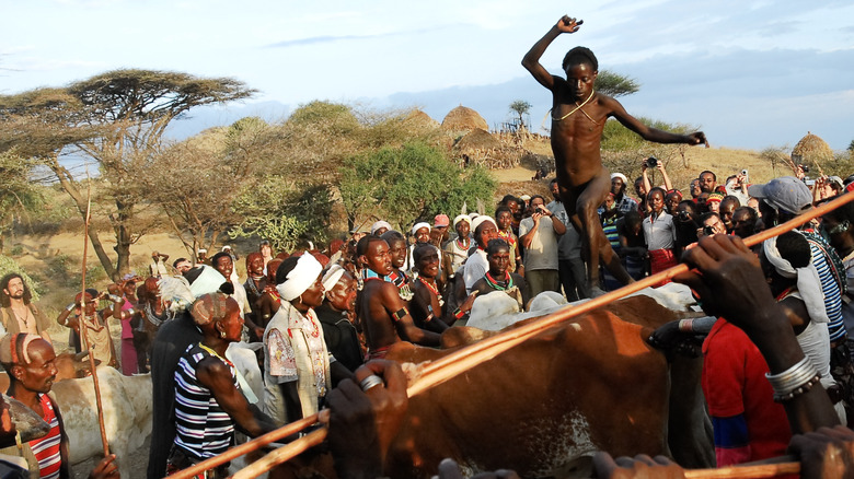 Cow jumping ritual in Ethiopia