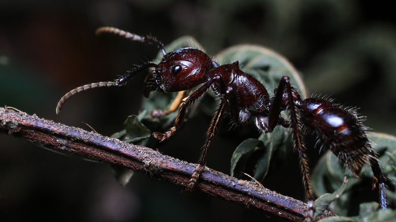 Bullet ant