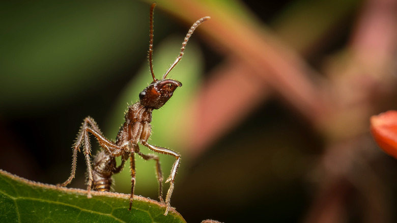 A bullet ant