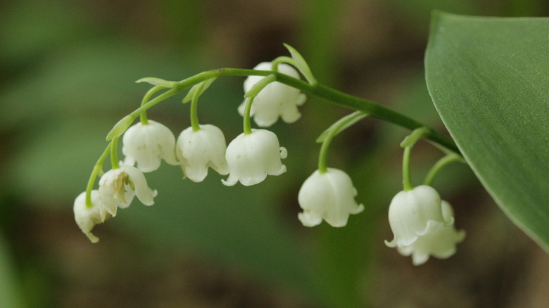 British Royal Flower Traditions Explained