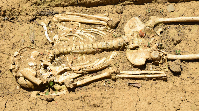 Excavation of bone skeleton remains