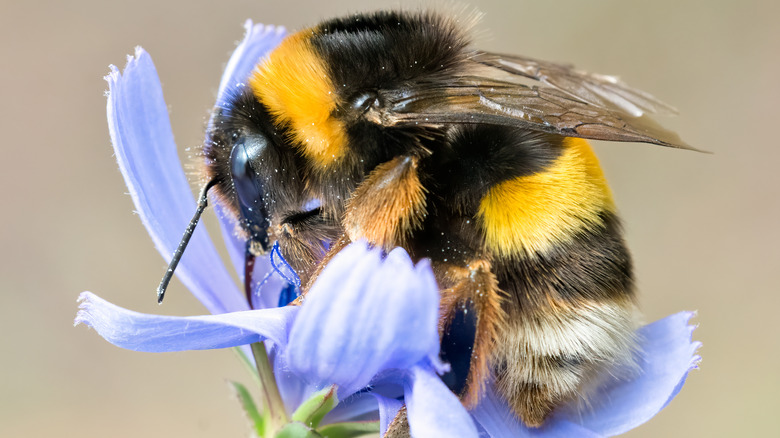 Bumblebee and flower