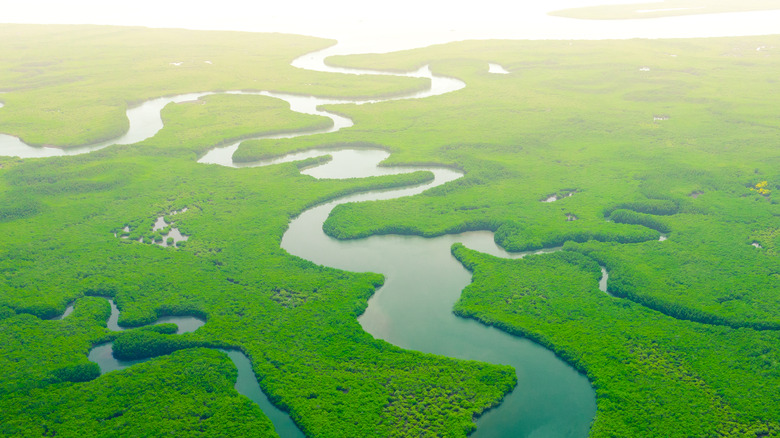 the Amazon River