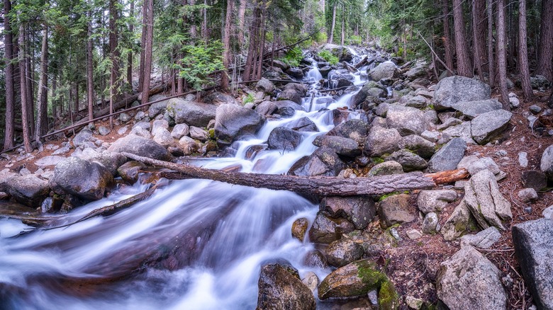 river in a forest