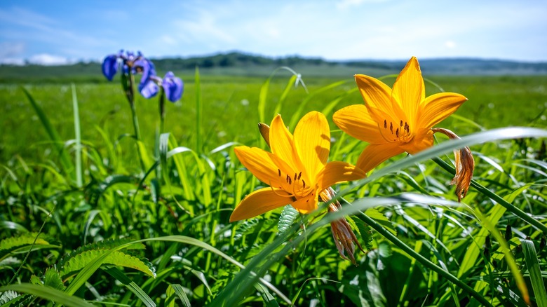 Flowers in long grass