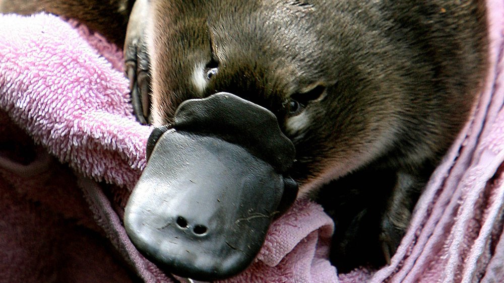 Platypus puggle