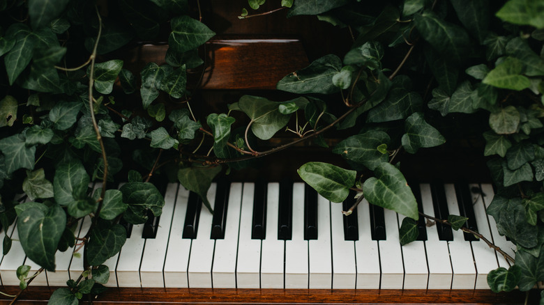 A piano surrounded by the leaves of a plant