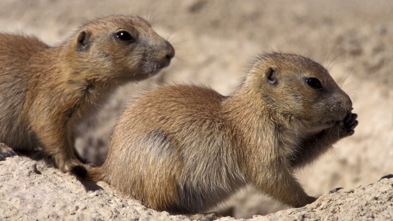 Prairie dogs alert