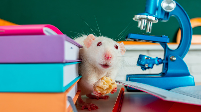 Rat holding fruit