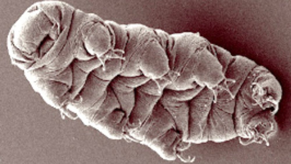 Tardigrade