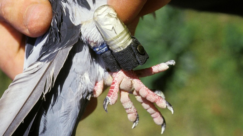 a carrier pigeon with a message 