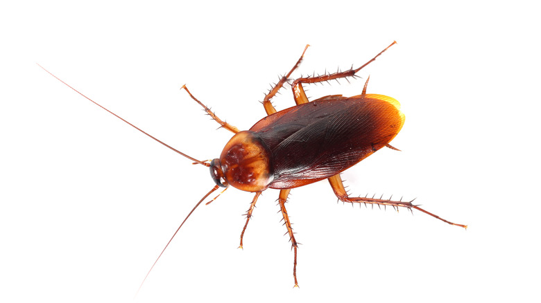 Brown cockroach white background