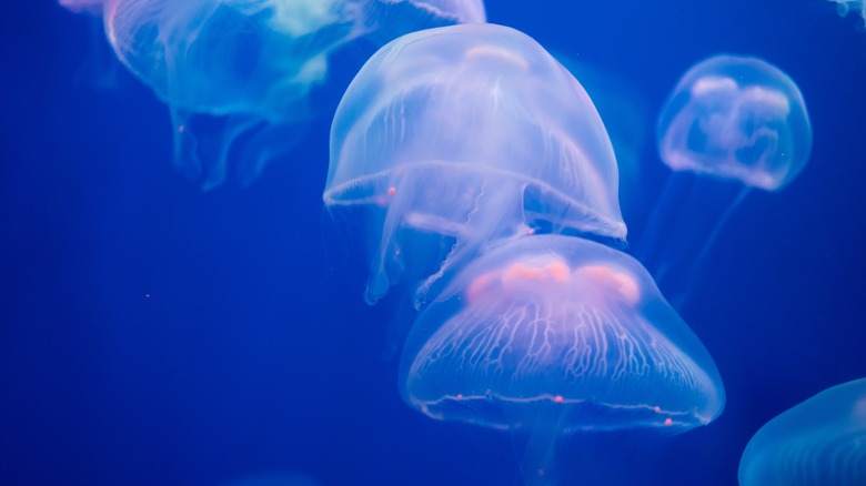 Group of swimming jellyfsh blue water