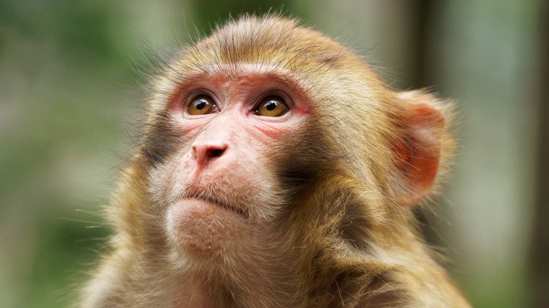 Macaque monkey looking up