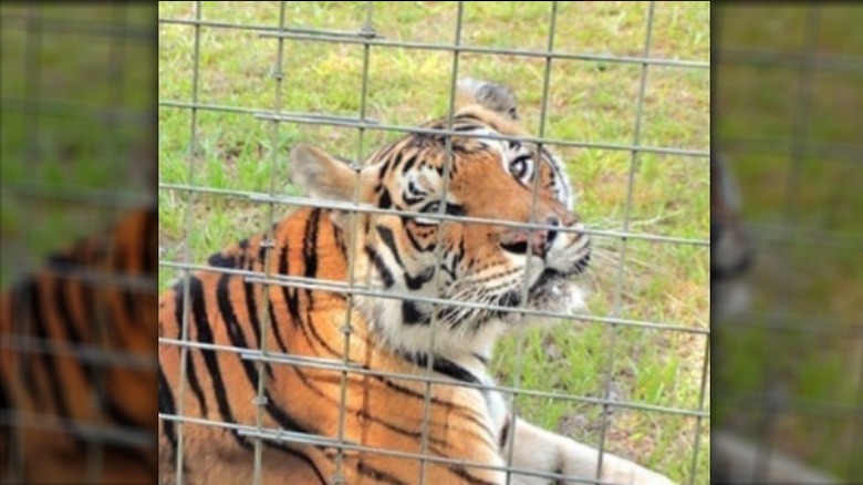 Tiger at Big Cat Rescue