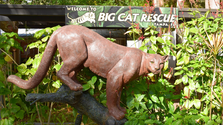 entrance to big cat rescue